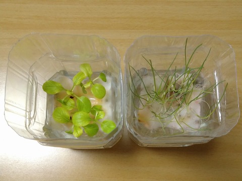 image-Plastic-bottle-hydroponic-cultivation_0124_2