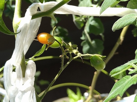 image-Home-Garden-Challenge-Cucumber_1009_3