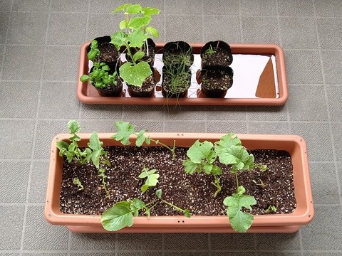 image-Home-Garden-Challenge-Radish_0622_1