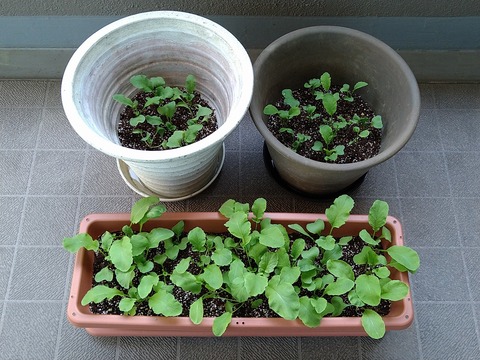 image-Home-Garden-Challenge-Radish_0426_1