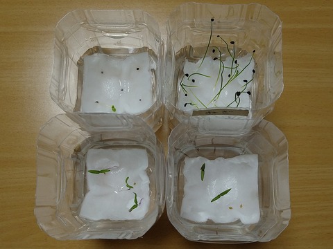 image-Plastic-bottle-hydroponic-cultivation_1120_2