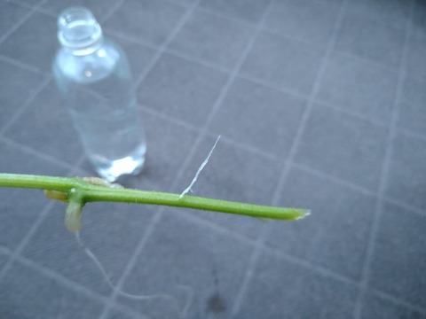 image-Home-Garden-Challenge-Cucumber_0919_5