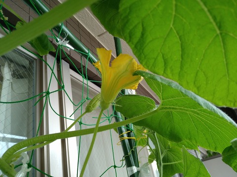 image-The-pumpkin-flower-bloomed_3