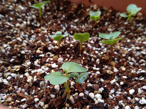 image-Home-Garden-Challenge-Radish_0409_2