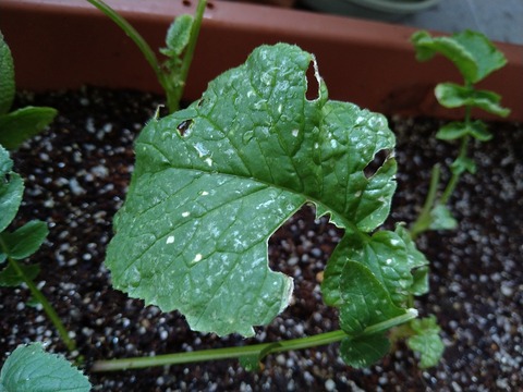 image-Home-Garden-Challenge-Radish_0628_2