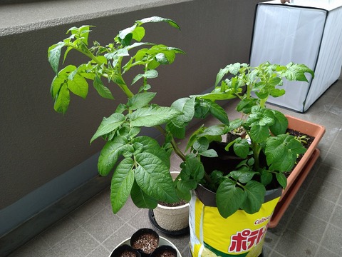 image-Home-gardening-challenge-Potatoes_0423