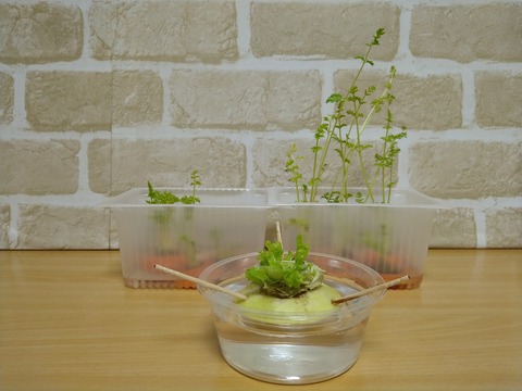 image-I-tried-regenerative-cultivation_1