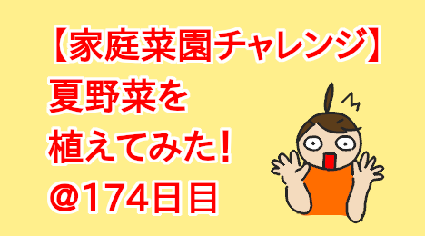 blog-title-I-tried-growing-Cucumber-Day174