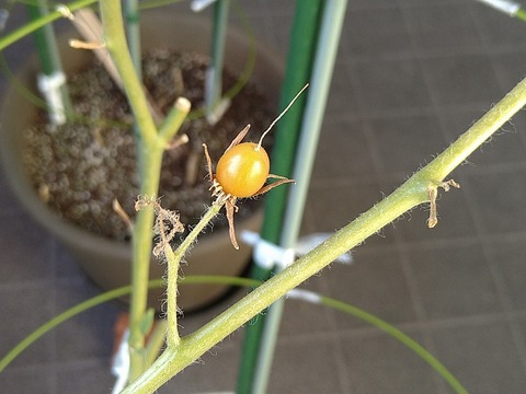 image-Home-Garden-Challenge-Cucumber_1029_2