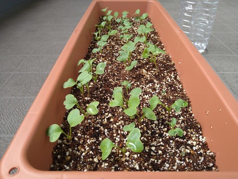 image-Home-Garden-Challenge-Radish_0412_3