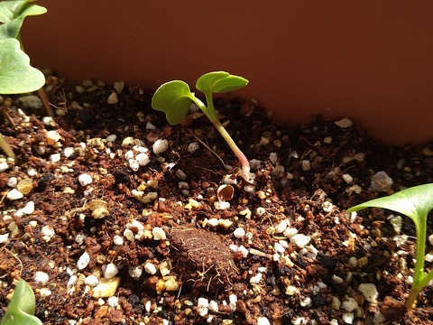 image-Home-Garden-Challenge-Radish_0411_2