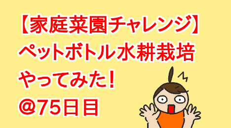 blog-title-Plastic-bottle-hydroponic-cultivation-Day75