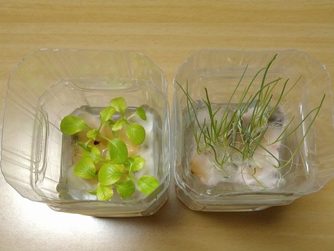 image-Plastic-bottle-hydroponic-cultivation_0130_2