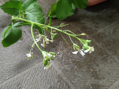 image-Home-Garden-Challenge-Radish_0610_2