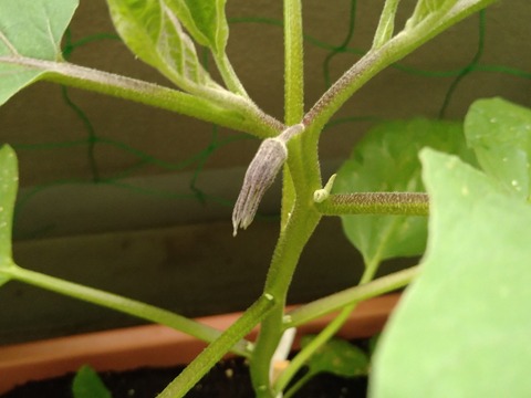 image-The-eggplant-has-buds-on-it_2