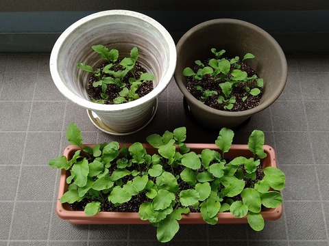 image-Home-Garden-Challenge-Radish_0428_1