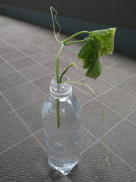 image-Home-Garden-Challenge-Cucumber_0912_3