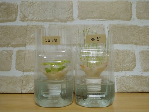 image-Plastic-bottle-hydroponic-cultivation_0122_1