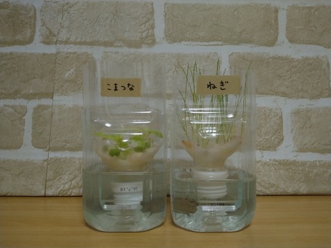 image-Plastic-bottle-hydroponic-cultivation_0116_1