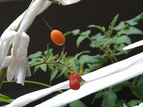image-Home-Garden-Challenge-Cucumber_1022_2