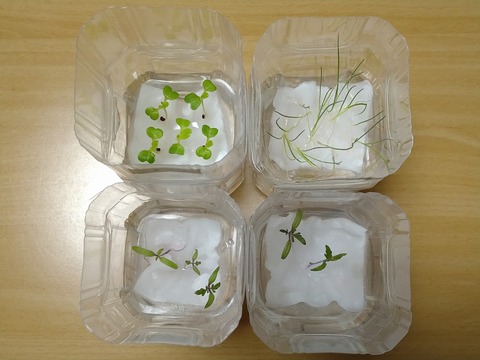 image-Plastic-bottle-hydroponic-cultivation_1217_2