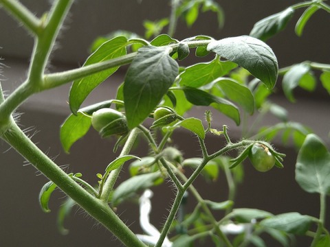 image-Home-Garden-Challenge-Cucumber_0923_3