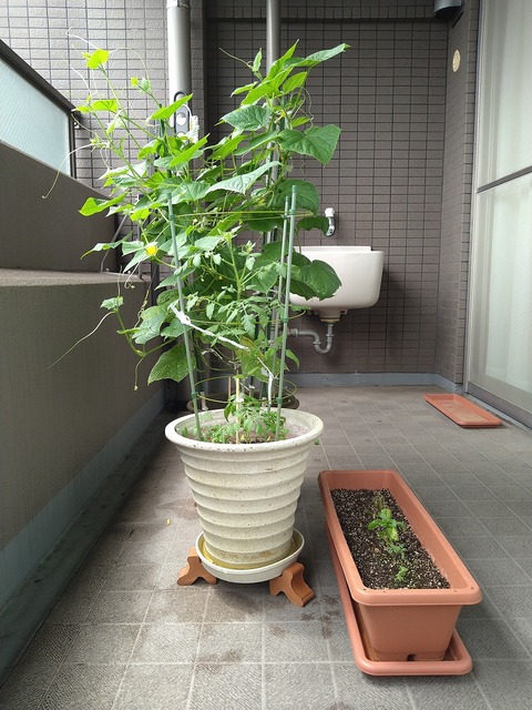 image-Home-Garden-Challenge-Cucumber_0811_6