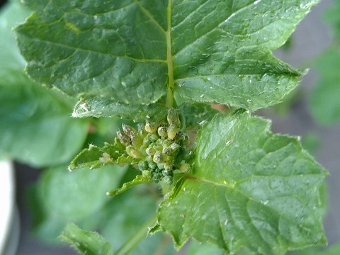image-Home-Garden-Challenge-Radish_0618_2