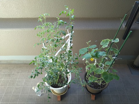 image-Home-Garden-Challenge-Cucumber_0927_1