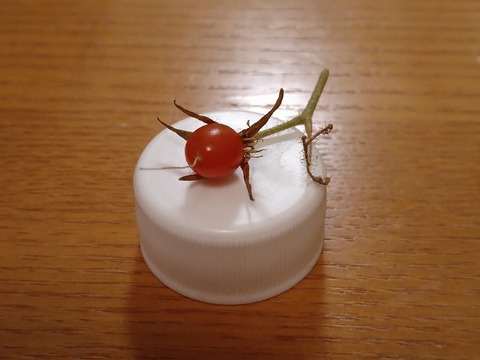 image-Home-Garden-Challenge-Cucumber_1102_4