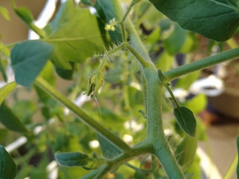 image-Home-Garden-Challenge-Cucumber_0915_3