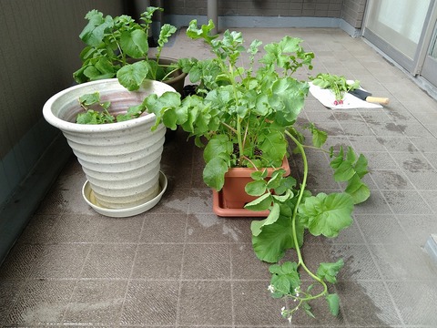image-Home-Garden-Challenge-Radish_0609_4