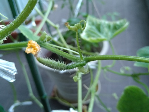 image-Home-Garden-Challenge-Cucumber_0919_4
