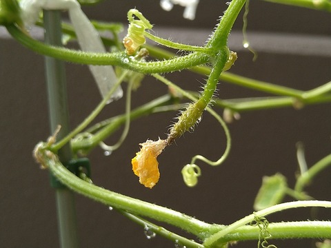 image-Home-Garden-Challenge-Cucumber_0923_5
