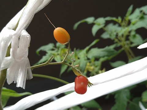 image-Home-Garden-Challenge-Cucumber_1021_2