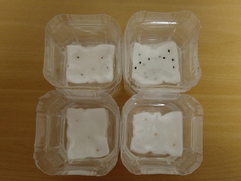 image-Plastic-bottle-hydroponic-cultivation_1105_2