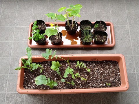 image-Home-Garden-Challenge-Radish_0625_1