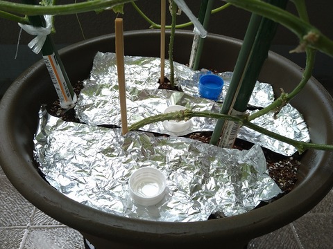 image-Home-Garden-Challenge-Cucumber_0910_4