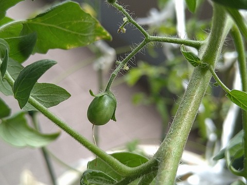 image-Home-Garden-Challenge-Cucumber_0929_3