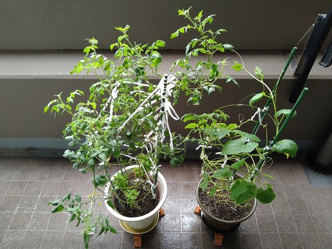 image-Home-Garden-Challenge-Cucumber_1005_1