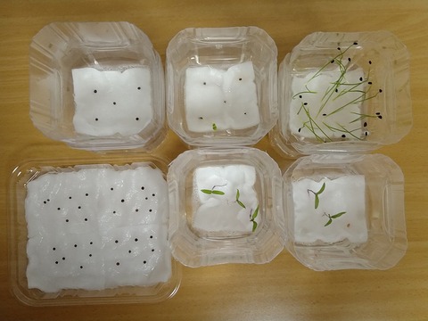 image-Plastic-bottle-hydroponic-cultivation_1127_2