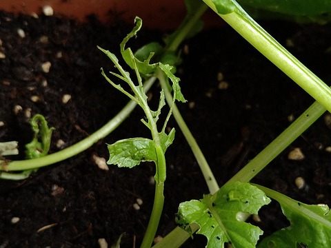 image-Green-invaders-devouring-the-komatsuna-greens_4