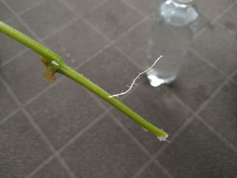 image-Home-Garden-Challenge-Cucumber_0922_4