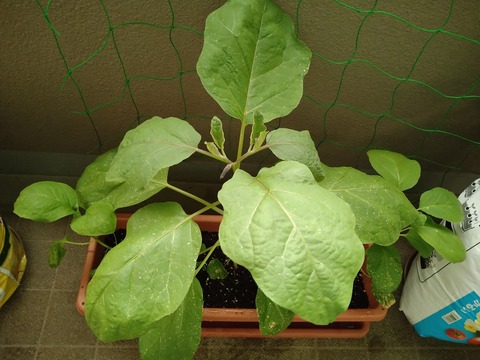 image-The-eggplant-has-buds-on-it_1