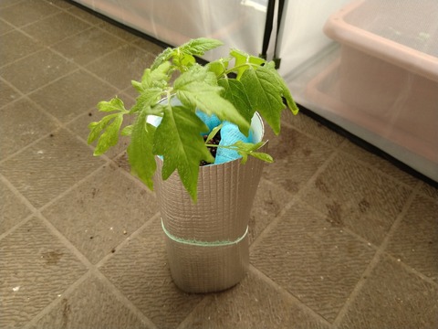 image-I-planted-tomato-seedlings-in-plastic-bottles_5