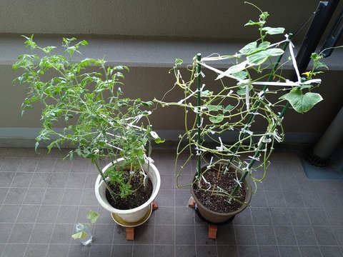 image-Home-Garden-Challenge-Cucumber_0917_1