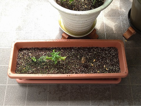 image-Home-Garden-Challenge-Cucumber_0817_5