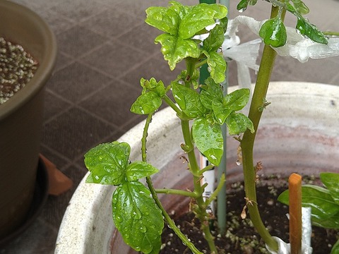 image-Home-Garden-Challenge-Cucumber_1102_3