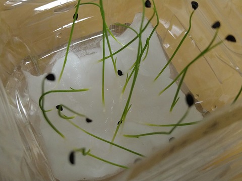 image-Plastic-bottle-hydroponic-cultivation_1123_3