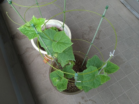 image-Home-Garden-Challenge-Cucumber_0709_3